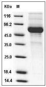 Human RANKL / OPGL / TNFSF11 / CD254 Protein (Fc Tag) SDS-PAGE
