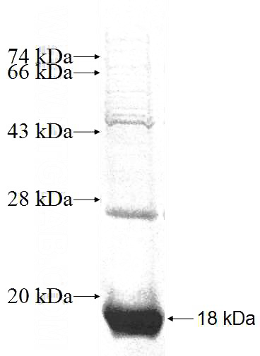 Recombinant Human INI-1 SDS-PAGE