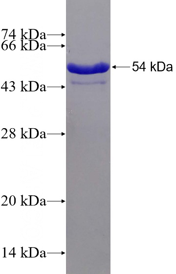 Recombinant Human 14 3 3GAMMA SDS-PAGE