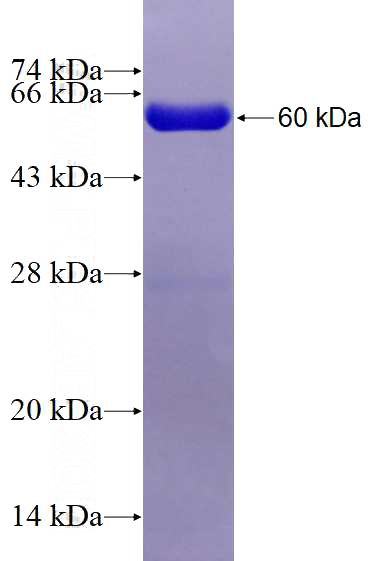 Recombinant Human MEMO1 SDS-PAGE