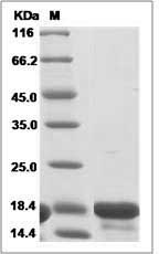 Human IL18 / IL-18 Protein