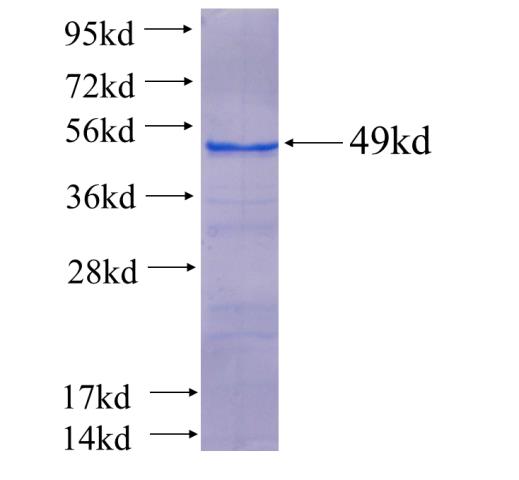 Recombinant Arabidopsis thaliana SHR SDS-PAGE