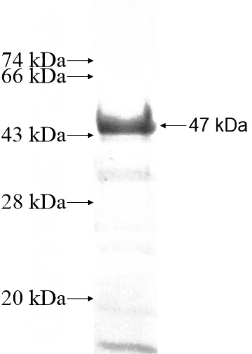 Recombinant Human MAPK11 SDS-PAGE