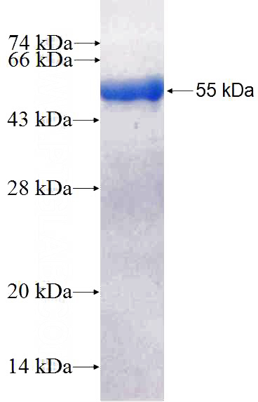 Recombinant Human COPB1 SDS-PAGE