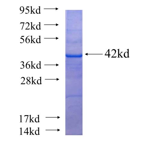 Recombinant human FGL1(Full length) SDS-PAGE