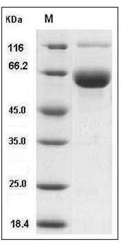 Mouse CD33 / Siglec-3 Protein (Fc Tag) SDS-PAGE