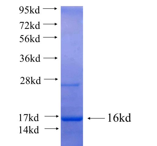 Recombinant human GABPB2 SDS-PAGE