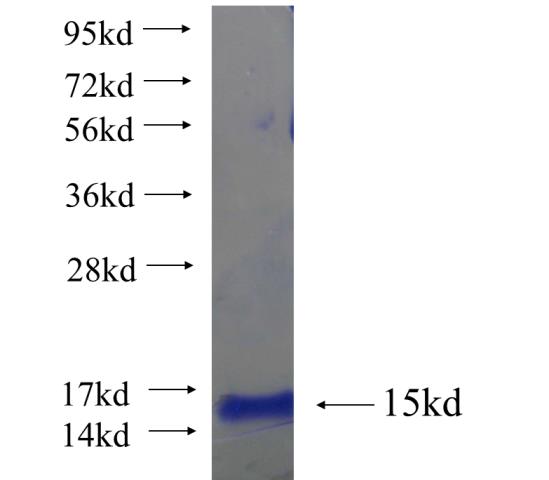 Recombinant human F2RL3 SDS-PAGE
