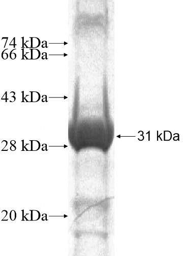 Recombinant Human FAM55A SDS-PAGE