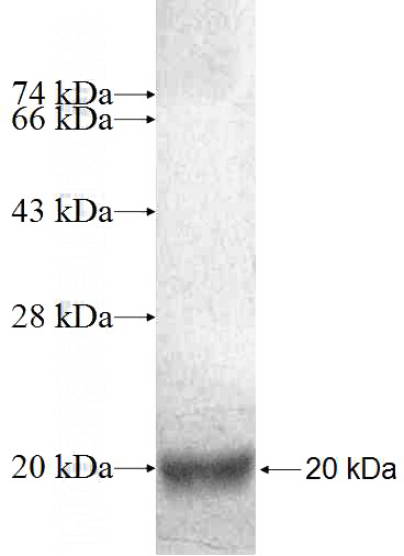 Recombinant Human H2AFV SDS-PAGE