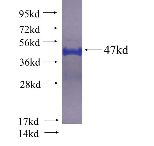 Recombinant human REEP6 SDS-PAGE