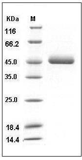 Human Renin Protein (His Tag) SDS-PAGE