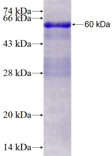 Recombinant Human MINA SDS-PAGE