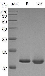 Mouse Fgf1/Fgf-1/Fgfa recombinant protein