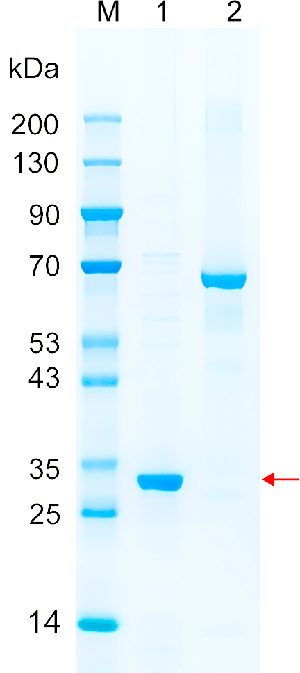 Recombinant STAP2 protein (His tag) SDS-PAGE