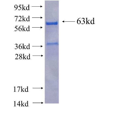 Recombinant human DDX39 SDS-PAGE
