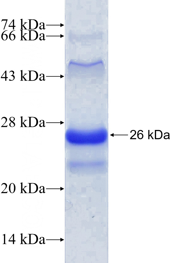 Recombinant Human MAZ SDS-PAGE