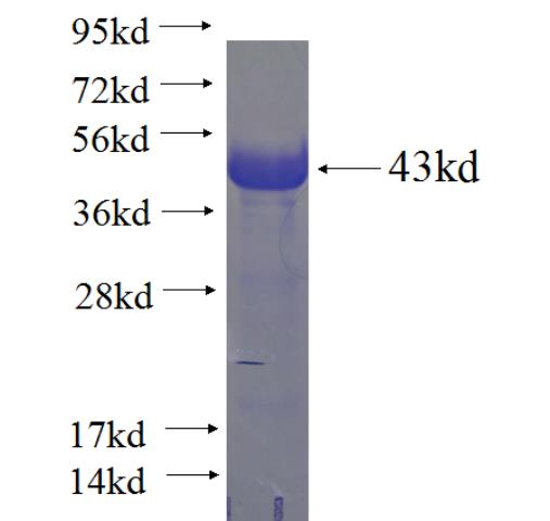 Recombinant human KAP1 SDS-PAGE