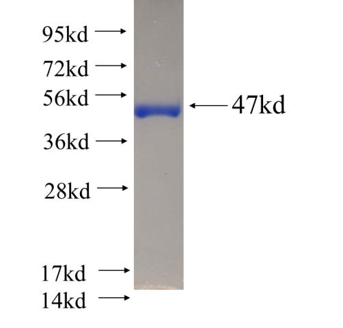 Recombinant human DDX43 SDS-PAGE