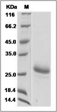 Human Cardiotrophin-1 / CTF1 Protein SDS-PAGE