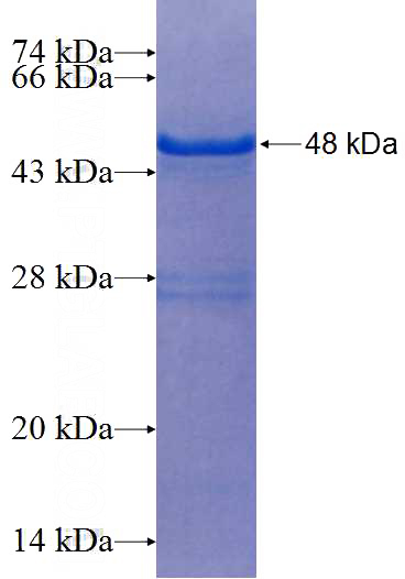 Recombinant Human EHF SDS-PAGE