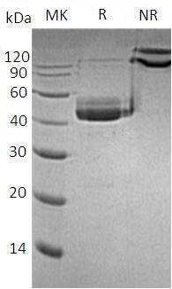 Human CD3E/T3E (Fc tag) recombinant protein