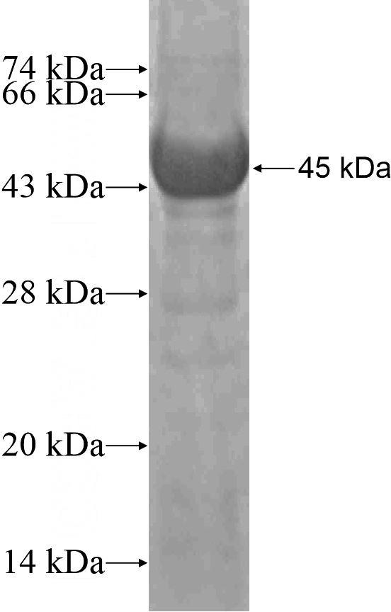 Recombinant Human LRIG1 SDS-PAGE