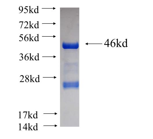 Recombinant human DDX21 SDS-PAGE