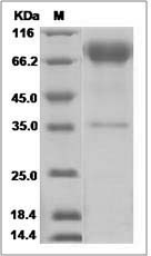 Slamf1 protein SDS-PAGE