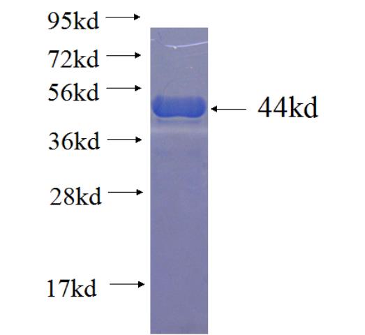 Recombinant human HSPA4 SDS-PAGE