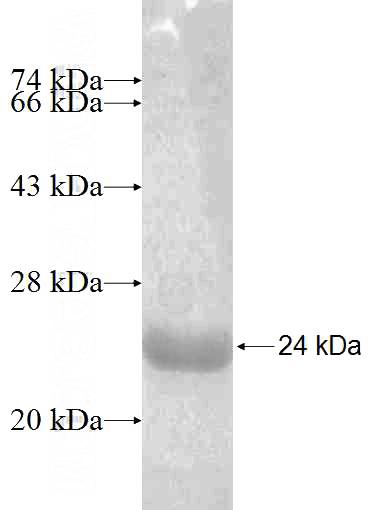 Recombinant Human NAIF1 SDS-PAGE