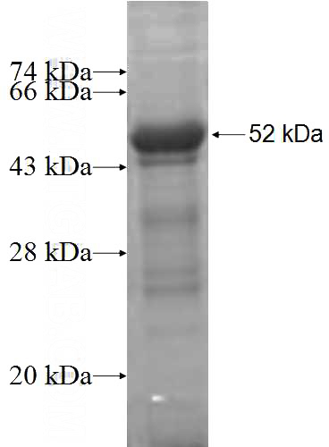 Recombinant Human WWOX SDS-PAGE