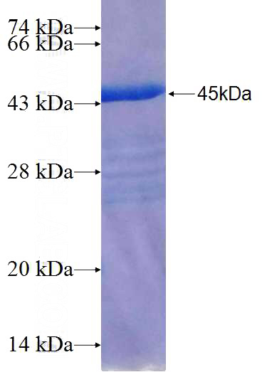 Recombinant Human STAMBPL1 SDS-PAGE