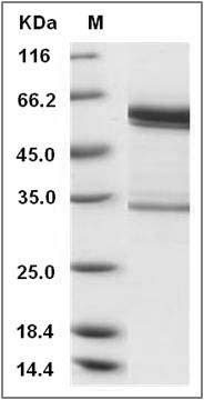 Mouse tPA / PLAT Protein (Fc Tag) SDS-PAGE