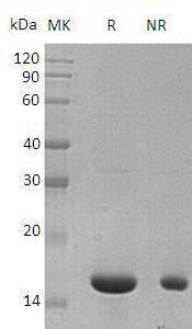 Mouse Il36a/Fil1e/Il1e/Il1f6/Il1h1 recombinant protein