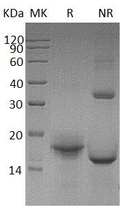 Mouse Il33 recombinant protein