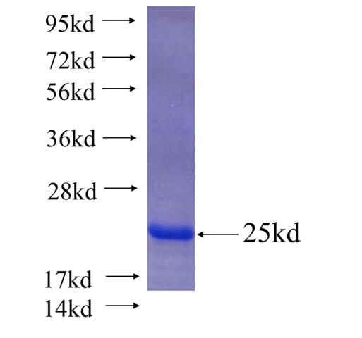 Recombinant human GTSF1 SDS-PAGE