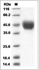 Rat CD14 Protein (His Tag) SDS-PAGE