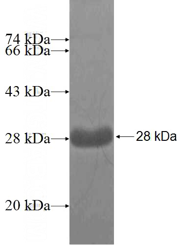 Recombinant Human SPA17 SDS-PAGE