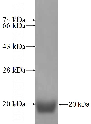 Recombinant Human H2AFV SDS-PAGE