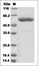 Cynomolgus Angiopoietin-2 / ANG2 Protein (Fc Tag)