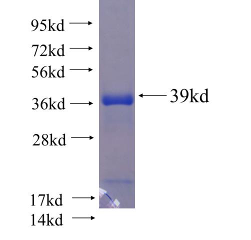 Recombinant human UCP1 SDS-PAGE
