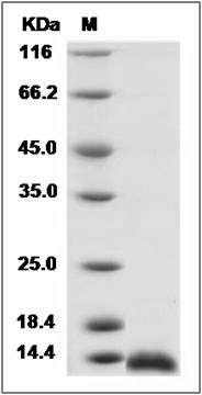 Rat CCL3 / Mip1a Protein SDS-PAGE