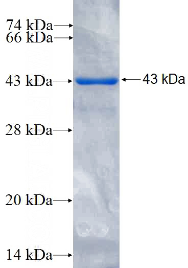 Recombinant Human SF3B3 SDS-PAGE