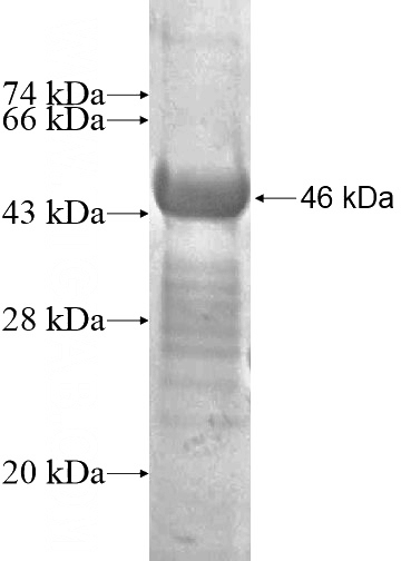 Recombinant Human ECM2 SDS-PAGE