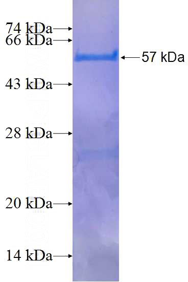 Recombinant Human TEKT4 SDS-PAGE