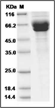 Human IL12A & IL27B Heterodimer Protein SDS-PAGE