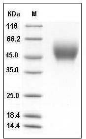 Human CD111 / Nectin-1 / PVRL1 Protein (His Tag) SDS-PAGE