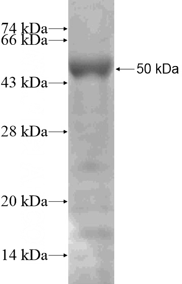 Recombinant Human DPF2 SDS-PAGE