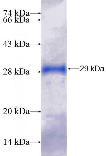 Recombinant Human SERGEF SDS-PAGE